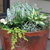 Container for shade with caladium, creeping Jenny, euphorbia,fern,  begonia, hosta, and cigar plant