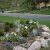 After-spring bulbs, grape hyacinth and daffodils

